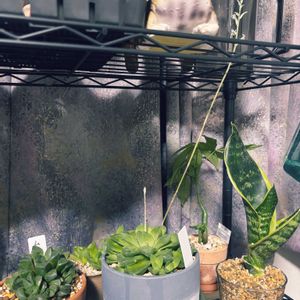 ハオルチア,ハオルチア シンビフォルミス,ハオルチア シンビフォルミス,多肉植物,花芽の画像