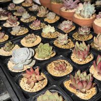 多肉植物,葉挿し,エケベリア属の画像