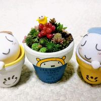 多肉植物,大好き,お気に入り♡,七夕,豆鉢の画像