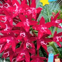 キリンソウ,ペンタス,草花,ペンタス  ピンク,ペンタス・白の画像