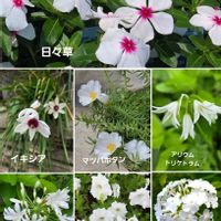 アリウム,イキシア,ペチュニア,松葉ボタン,アガパンサス    白の画像