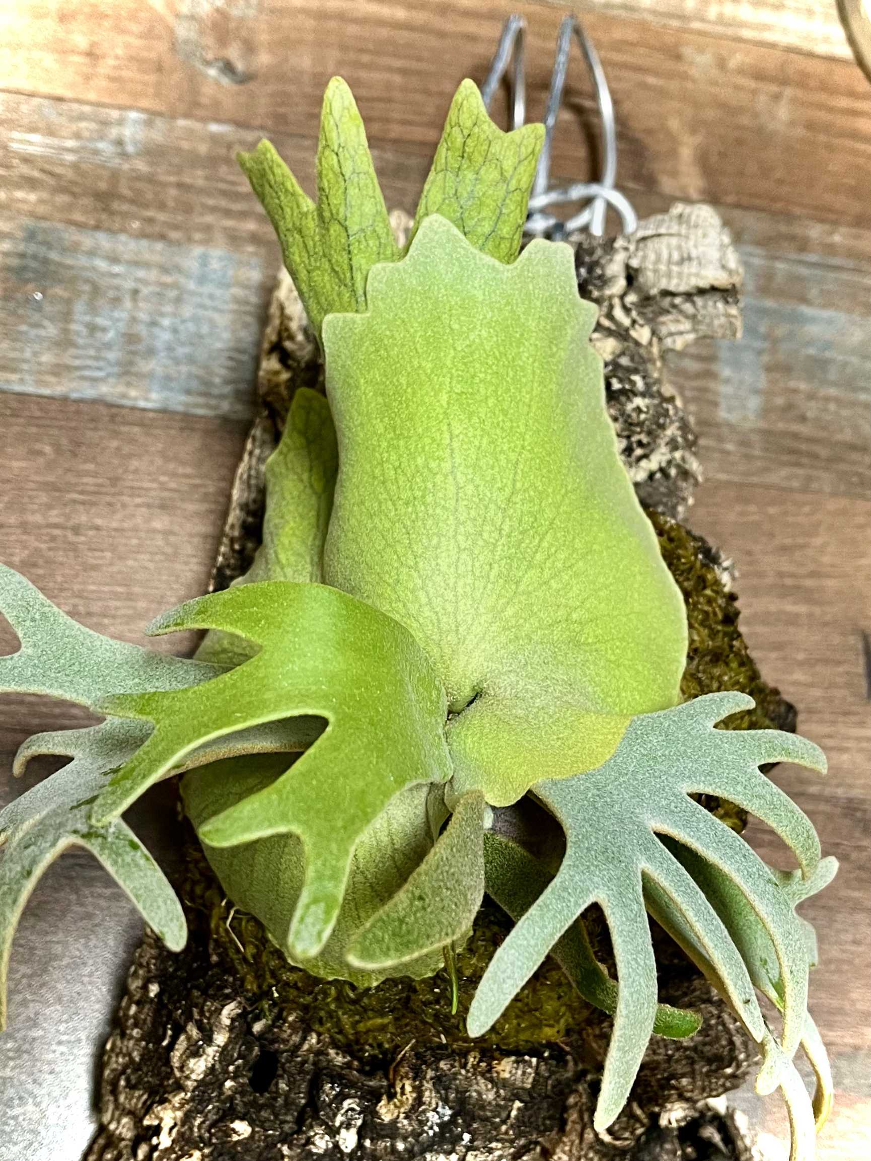 ワンダエドワーフ脇芽？ ビカクシダの森