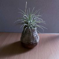 チランジア,エアプランツ,一輪挿し,iPhone撮影,asingleflowervaseの画像