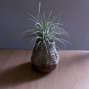 チランジア,エアプランツ,一輪挿し,iPhone撮影,asingleflowervaseの画像