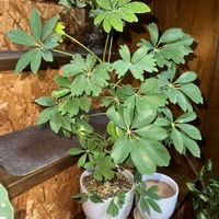 シェフレラ,カポック,シェフレラ レナータ,観葉植物,植え替えの画像
