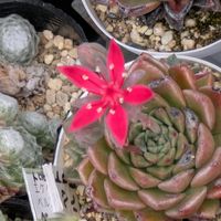 多肉植物,葉挿し,多肉寄せ植え,実生苗,葉挿しっ子の画像