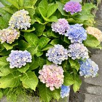 アジサイ,紫陽花 アジサイ あじさい,ユーミンつながり,ユーミンつながりの皆さんに感謝,２０２０年５月同期の画像