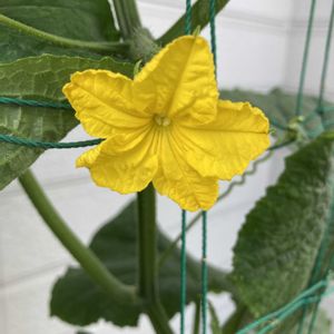 キュウリ(胡瓜),キュウリ(胡瓜),自家製野菜,ウリ科,綺麗✨の画像