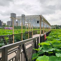 ハス,ハス,ハスの花,蓮見デッキ　りんりん回廊,上野不忍池の画像