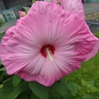 アメリカフヨウ,アジサイの挿し木,挿し木,ピンクの花,頑張れ　大谷翔平選手の画像