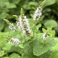 アップルミント,真っ白な花,房状の花,お出かけ先の画像
