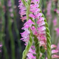 ネジバナ,オレガノ ケントビューティー,備忘録,お写ん歩,植物美の画像