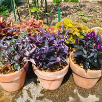 コリウス,観賞用トウガラシ,ガーデニング,ボタニカルライフ,お庭の植物の画像