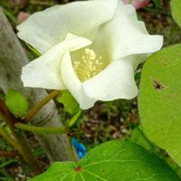 ローゼル,ミニひまわり,綿の花,チーム愛知,畑の画像