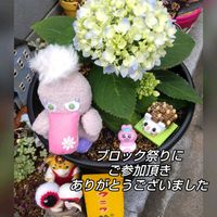 グリーンネックレス,パイナップル,ルビーネックレス,オベサ,四季咲きアジサイ 霧島の恵の画像