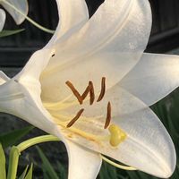 キウイ,ユリ,ユリ,水稲,優しい気持ちの画像