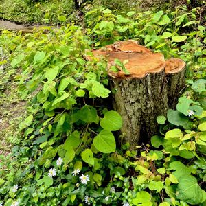 カツラ,在来種,落葉高木,カツラ科,われら樹木探検隊の画像