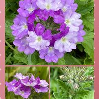 ブルースター,宿根バーベナ,花のある暮らし,お花大好き♡,青い花マニアの画像