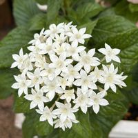 バーベナ,ペンタス,ムラサキシキブ,うちの庭,白い水曜日♡の画像