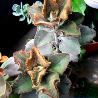 カランコエ,ファング,カランコエ属,植物男子ベランダー,カランコエ　ファングの画像