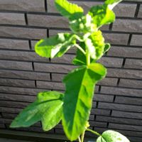 コーヒーの木の画像