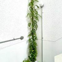 マドカズラ,ポトス　グローバルグリーン,観葉植物,8日は葉っぱの発表会,村長のモスポールの画像