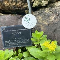 キリンソウ,牧野植物園,素敵な出会い,季節を楽しむの画像