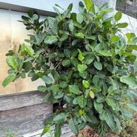 フィカス ベンガレンシスの画像