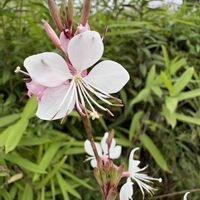 ガウラ,ガウラ,ガウラ,散歩,自然の画像