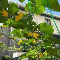 シノブ,キュウリの花,八重シノブの画像