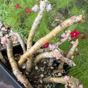 多肉植物,成長記録,棒多肉,癒し,ジャンクガーデンの画像