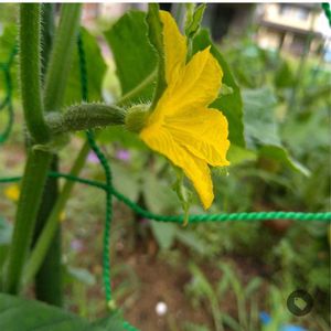 キュウリ,ゴーヤ,ピーマン,きゅうり,野菜の花の画像