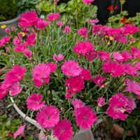 ペラルゴニウム,ツバメ朝顔,爛漫なでしこ ももいろ,虫食いの画像