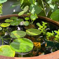 ウォーターマッシュルーム,ウォーターバコパ,アナベル,アサザ,水草の画像