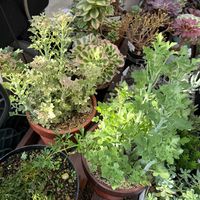 七宝樹,七宝樹錦,多肉植物,ガーデニングの画像