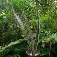 サンスベリア,サンセベリア,サンセベリア オーブリティアナ,サンスベリア オーブリティアナ,観葉植物の画像