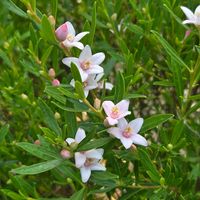 サザンクロス,サザンクロス,実家の庭,今日の一枚,夏の画像