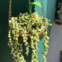 セダム,パープルヘイズ,若緑,エンジェルティアーズ,ネフロレピスの画像