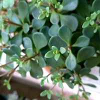 ミセバヤ,新芽,挿し芽,挿し芽っ子の画像