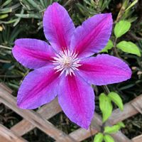 クレマチス,スカビオサ,クレマチス ドクターラッペル,花のある暮らし,記録用の画像