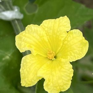 ゴーヤ,花壇,ガーデニング,野菜の花,自家製野菜の画像