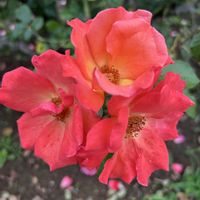 ミモザ,百日紅,ニンジンボク,ばら バラ 薔薇の画像