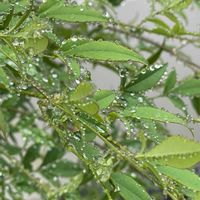 カンナ,南天,ナンキンハゼ,雨に輝く,#最前線のあなたへの画像
