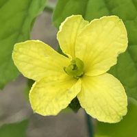 ゴーヤ,花壇,ガーデニング,野菜の花,自家製野菜の画像