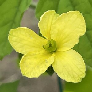 ゴーヤ,花壇,ガーデニング,野菜の花,自家製野菜の画像