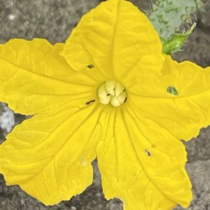 キュウリ,花壇,ガーデニング,野菜の花,自家製野菜の画像