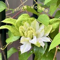アイビーゼラニウム,アイビーゼラニウム,ギボウシ,ギボウシ,クレマチスの画像