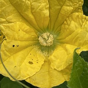 キュウリ,花壇,ガーデニング,野菜の花,自家製野菜の画像
