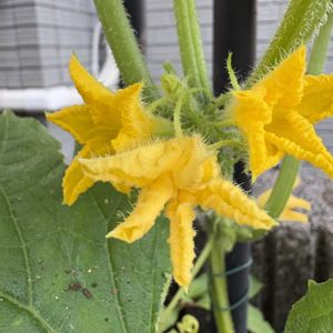 キュウリ,キュウリ,キュウリ,トマト,トマトの画像