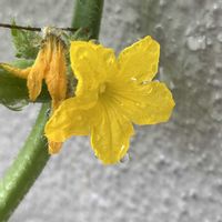 キュウリ,キュウリの花,エケベリア チョコレートボンボン,多肉植物,家庭菜園の画像